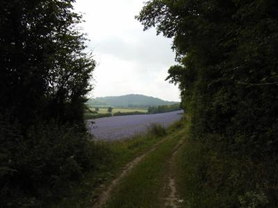 the footpath heading towards old burghclere