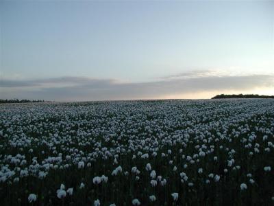 The field on the right of white hill as you come down