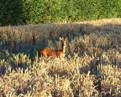 we nearly always see deer on the walk and they're getting closer!