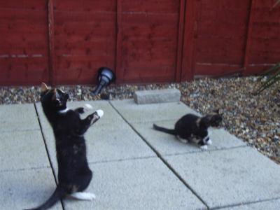Kittens - being trained