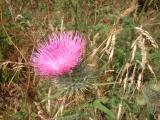 Thistle?