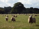 Sheep in the fields just past the church