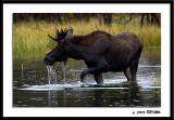 Teton Moose 6139