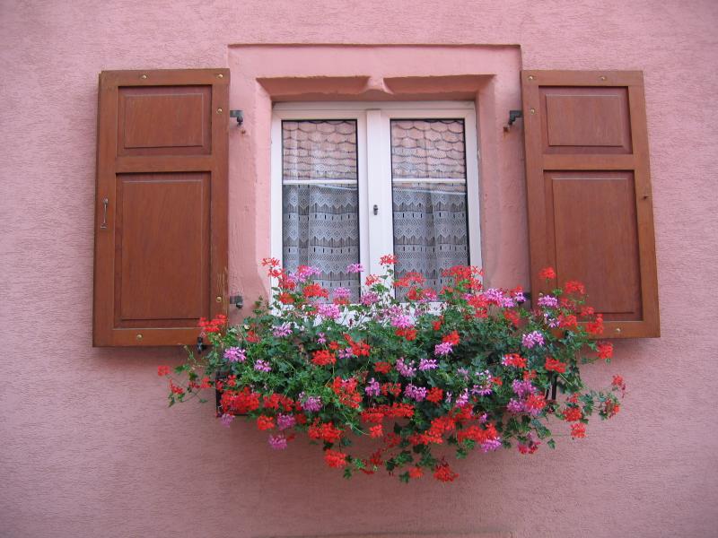 Window