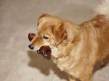 Riley-and-beef-bone-web.jpg