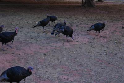 Zion Lodge Wild Turkeys