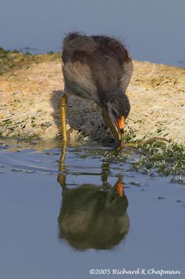 Young moorhen