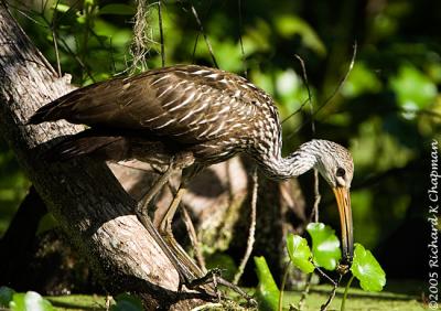 Limpkin