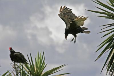 Turkey Vulture landing on a Yucca
