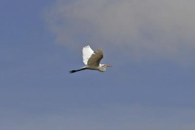 Egret inflight
