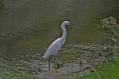 Egret on bank