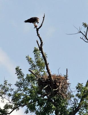 Ospry over nest with kill