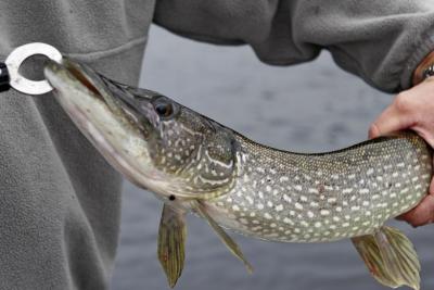 Lake Flower Pike.jpg