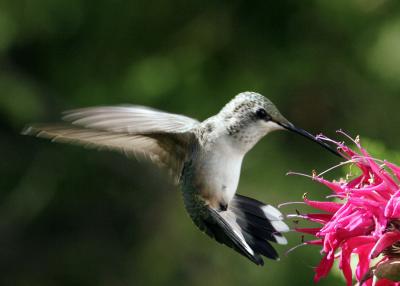 v3/40/368040/3/48365640.AdirondackHummingBird5x7.jpg