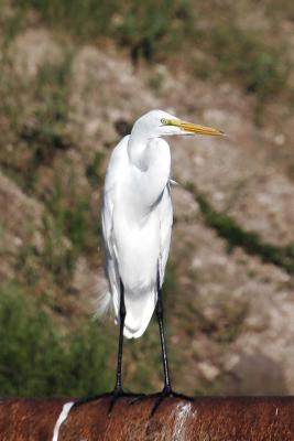 Great Egret.jpg