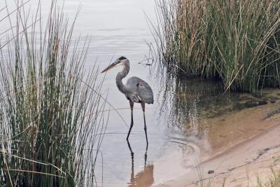 Orange Beach Blue Heron 6x4.jpg