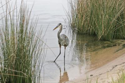 Orange Beach Blue Heron 1.jpg
