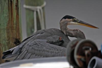 Orange Beach Blue Heron.jpg