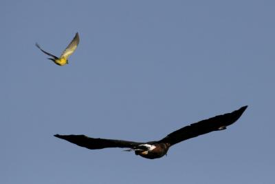 Yellow bird chasing a Harriss Hawk