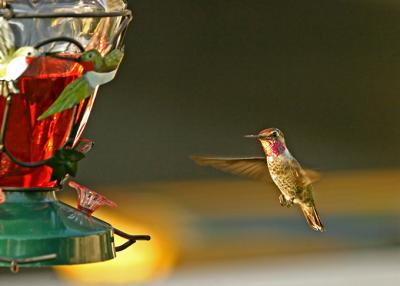 hummer at home 2