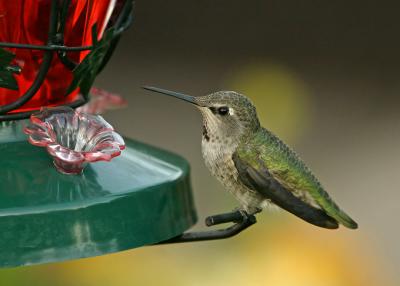 sitting hummer 3