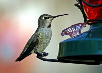 sitting hummer 4