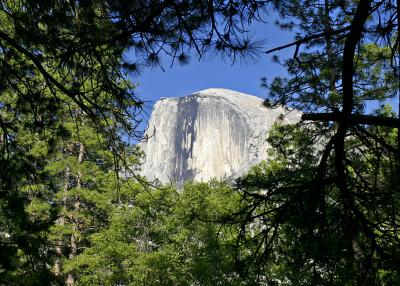 half dome framed by trees
