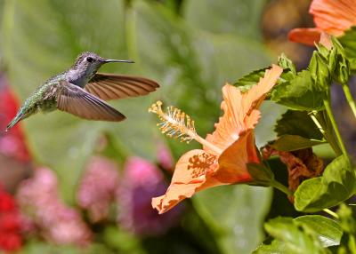 hummer and hibicus