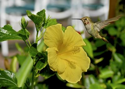 hummer and yellow hibiscus