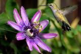 hummer and passion flower