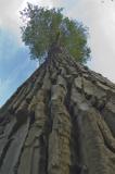 Populus Canadensis