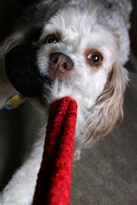 October 22nd - Tug O' War