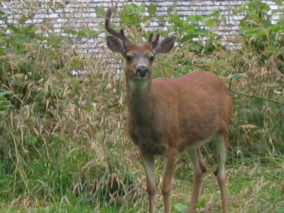 v3/40/442440/3/46758856.July815BlacktailDeer.jpg