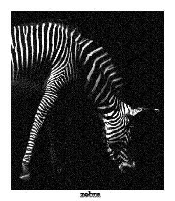 zebra.jpg