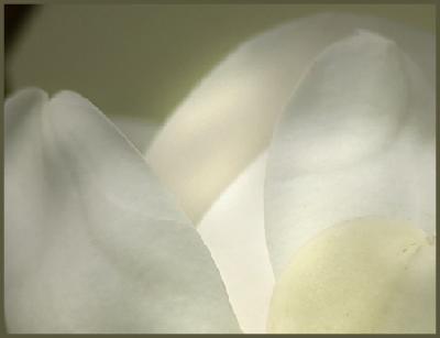 v3/40/544040/3/46356895.Magnoliabyjudi.jpg