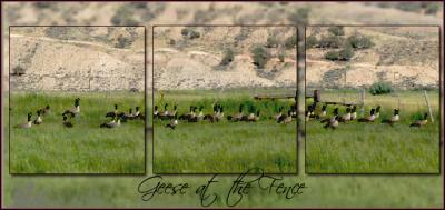 Geese-at-the-Fence.jpg