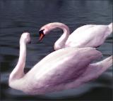 Swan-Lake.jpg