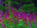Purple-wildflowers.jpg