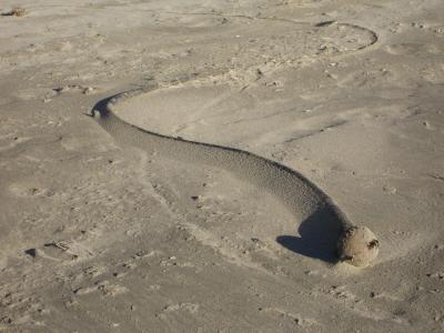 06 - Kelp Snake.jpg