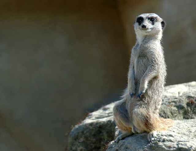 The lookout...