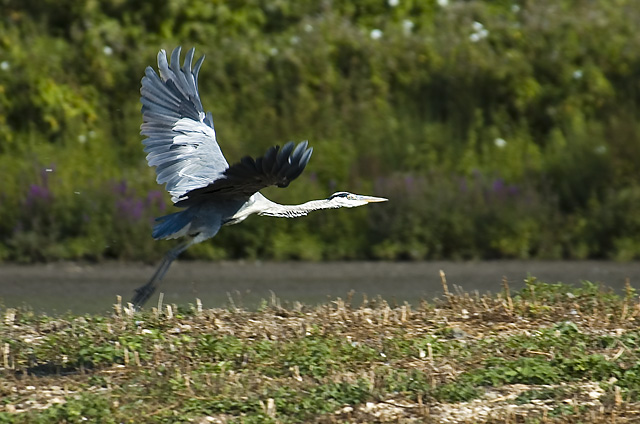 Heron Flight
