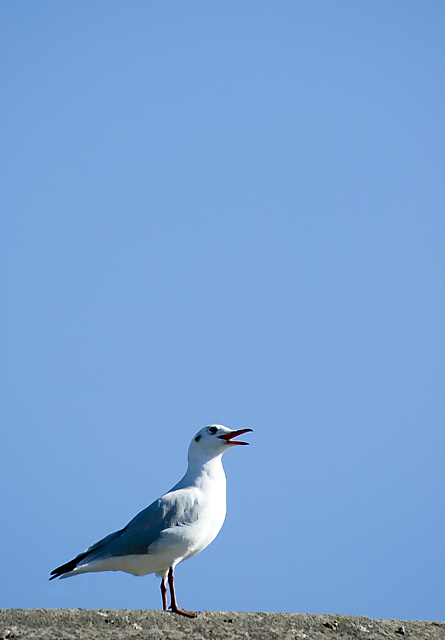 Gulls Life