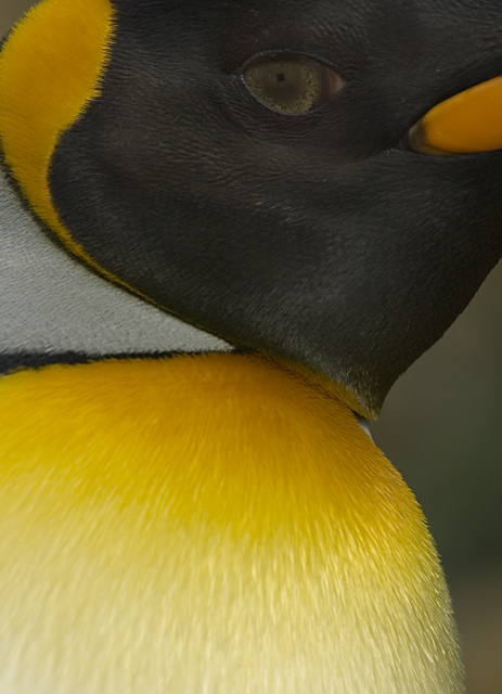 King Penguin