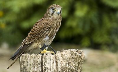 v3/40/565940/3/47155987.kestrel.jpg