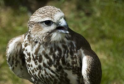 v3/40/565940/3/47156161.merlin.jpg