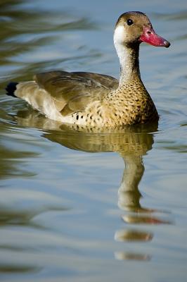 Ducks Life