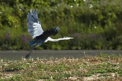 Heron Flight