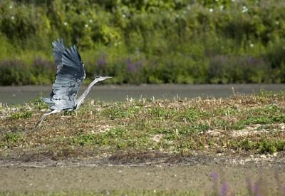 Heron Take Off