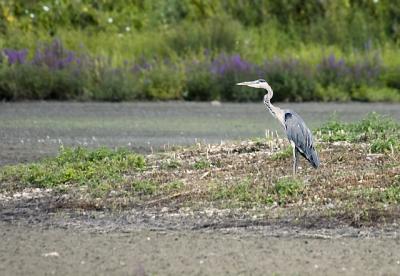 Watchful Heron