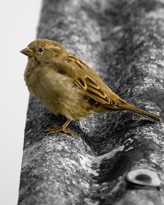 Greenfinch